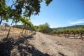 Vines in vineyard in wine country under blue cumulus cloudy sky Royalty Free Stock Photo