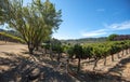 Rows of vines in vineyard in wine country under blue skies Royalty Free Stock Photo