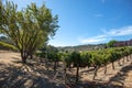 Winery vineyard rows under blue cloudy cumulus skies in Paso Robles California US Royalty Free Stock Photo