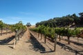 Rows of vines in vineyard in wine country under blue sky Royalty Free Stock Photo
