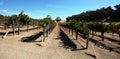 Rows of vines in vineyard in wine country under blue sky Royalty Free Stock Photo