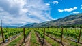 Rows of Vines in the Vineyards of Canada`s Wine Region in the Okanagen Valley