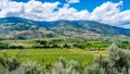 Rows of Vines in the Vineyards of Canada`s Wine Region in the Okanagen Valley Royalty Free Stock Photo