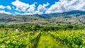 Rows of Vines in the Vineyards of Canada`s Wine Region in the Okanagen Valley Royalty Free Stock Photo