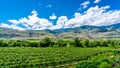 Rows of Vines in the Vineyards of Canada`s Wine Region in the Okanagen Valley Royalty Free Stock Photo