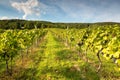 Rows of vines in warm light Royalty Free Stock Photo