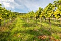 Rows of vines in warm light Royalty Free Stock Photo