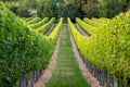 Rows of vines in warm light Royalty Free Stock Photo