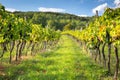 Rows of vines in warm light Royalty Free Stock Photo