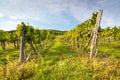 Rows of vines in warm light Royalty Free Stock Photo