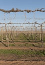 Rows of Vines in Winter Royalty Free Stock Photo