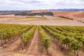 Vineyards in Yarra Valley near Melbourne, Australia Royalty Free Stock Photo