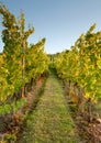 Rows in a vineyard Royalty Free Stock Photo