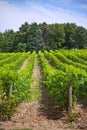 Rows of Vineyard Field in Southern France Royalty Free Stock Photo