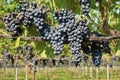 Rows of vineyard full of Merlot grapes. Royalty Free Stock Photo