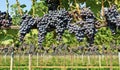 Rows of vineyard full of Merlot grapes in the end of summer. Royalty Free Stock Photo