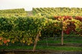 Rows of Vineyard Grape in Fall and Autumn Season. Landscape of Winery Farm Plantation Royalty Free Stock Photo
