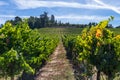 Rows of Vineyard Grape in Fall and Autumn Season. Landscape of Winery Farm Plantation,Taken before Sunset Royalty Free Stock Photo