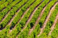 Rows of Vineyard Grape in Fall and Autumn Season. Landscape of Winery Farm Plantation,Taken before Sunset Royalty Free Stock Photo