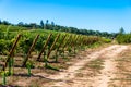 Rows of Vineyard Grape in Fall and Autumn Season. Landscape of Winery Farm Plantation,Taken before Sunset Royalty Free Stock Photo