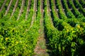 Rows of Vineyard Grape in Fall and Autumn Season. Landscape of Winery Farm Plantation,Taken before Sunset Royalty Free Stock Photo