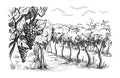 Rows of vineyard grape plants