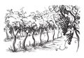 Rows of vineyard grape plants