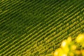 Rows Of Vineyard Grape Vines. Autumn Landscape. Austria south Styria