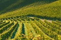 Rows Of Vineyard Grape Vines. Autumn Landscape. Austria south Styria