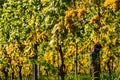 Rows Of Vineyard Grape Vines. Autumn Landscape. Austria south Styria