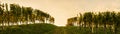 Rows Of Vineyard Grape Vines. Autumn Landscape. Austria south Styria