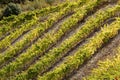 Rows Of Vineyard Grape Vines.Autumn Landscape With Colorful Vineyards Royalty Free Stock Photo
