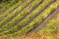 Rows Of Vineyard Grape Vines.Autumn Landscape With Colorful Vineyards Royalty Free Stock Photo