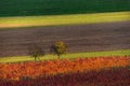 Rows Of Vineyard Grape Vines.Autumn Landscape With Colorful Vineyards.Abstract Background Of Autumn Vineyards Rows And Two Tree.A