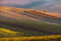 Rows Of Vineyard Grape Vines.Autumn Landscape With Colorful Vineyards.Grape Vineyards Of Czech Republic.Abstract Background Of Aut