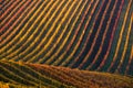 Rows Of Vineyard Grape Vines. Autumn Landscape With Colorful Vineyards. Grape Vineyards Of South Moravia In Czech Republic. Royalty Free Stock Photo