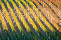 Rows of vineyard grape vines. Autumn landscape with colorful vineyards. Grape vineyards of South Moravia in Czech Republic. Nice n Royalty Free Stock Photo