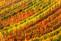 Rows of vineyard grape Vines. Autumn landscape with colorful vineyards. Grape vineyards of South Moravia in Czech Republic. Nice t Royalty Free Stock Photo