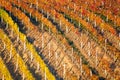 Rows of vineyard grape vines. Autumn landscape with colorful vineyards. Grape vineyards of South Moravia in Czech Republic. Nice t Royalty Free Stock Photo