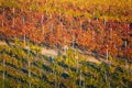 Rows of vineyard grape vines. Autumn landscape with colorful vineyards. Grape vineyards of South Moravia in Czech Republic. Nice t Royalty Free Stock Photo