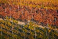 Autumn landscape with colorful vineyards. Rows of vineyard grape vines. Grape vineyards of South Moravia in Czech Republic. Nice Royalty Free Stock Photo