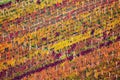Rows of vineyard grape Vines. Autumn landscape with colorful vineyards. Grape vineyards of South Moravia in Czech Republic. Nice Royalty Free Stock Photo