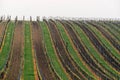 Grapes, vineyard Satov, South Moravia, Czech republic Royalty Free Stock Photo