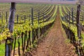 Rows of Vineyard Grape Vines. Spring landscape with green vineyards. Royalty Free Stock Photo