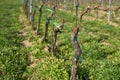 Rows of Vineyard Grape Vines. Spring landscape with vineya. Royalty Free Stock Photo
