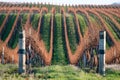 Rows Of Vineyard Grape Vines, New Zealand Royalty Free Stock Photo