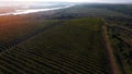 Danube river and rows of vineyard before harvesting