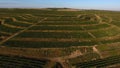 Rows of vineyard before harvesting, drone view