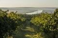 Rows of vineyard before harvesting, drone view Royalty Free Stock Photo