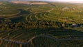 Rows of vineyard before harvesting, drone view Royalty Free Stock Photo